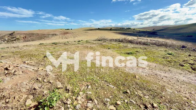 Fincas agrícolas en El Palmar de Troya y Utrera – Tierra cal - foto 2