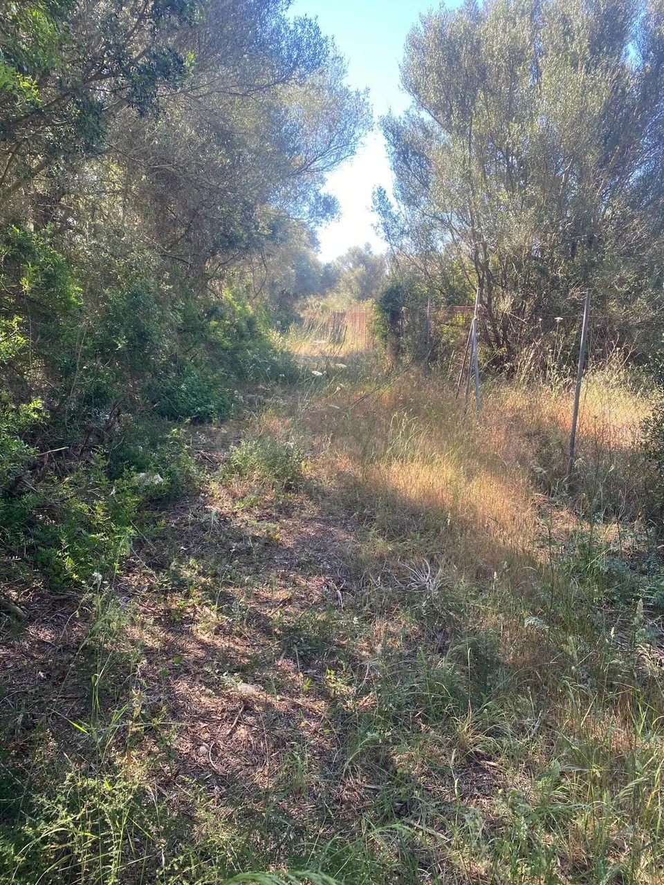 Finca rustica edificable en Felanitx
