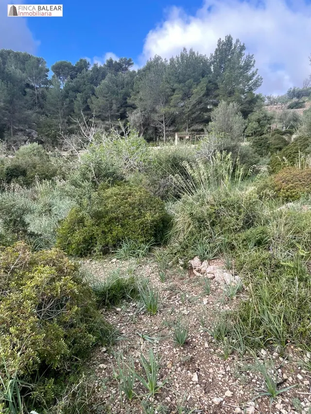 TERRENO RUSTICO EN GALILEA CON CASITA DE APEROS DE 20 M2 POR - foto 5