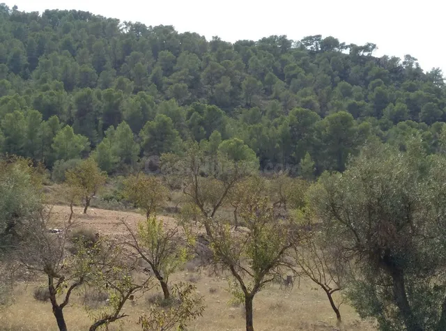 Parcela en venta - Abanilla - foto 4
