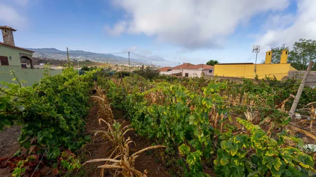 Terreno urbano en Tacoronte. — 15