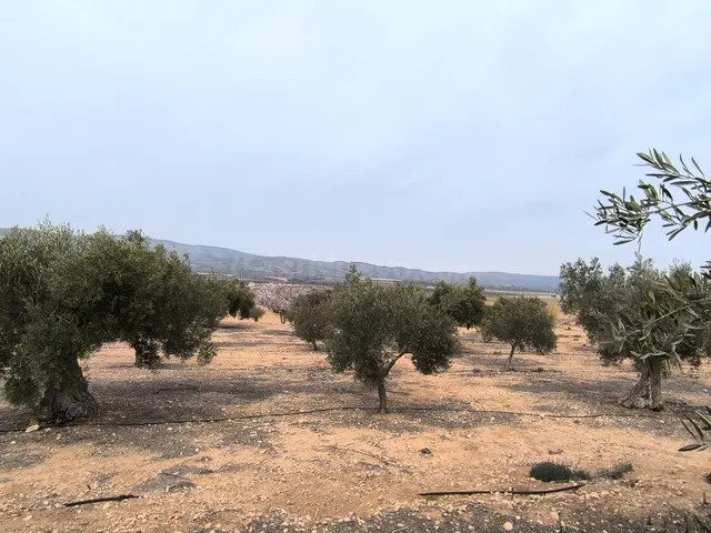 Parcela de inversión en tierra fértil, olivar y agua cerca d