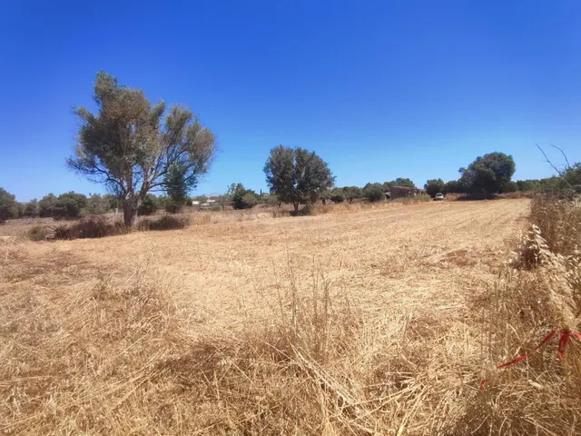 ✨ OPORTUNIDAD EN PLENA NATURALEZA – CAMÍ DE SON ROIG, A 3 KM - foto 2