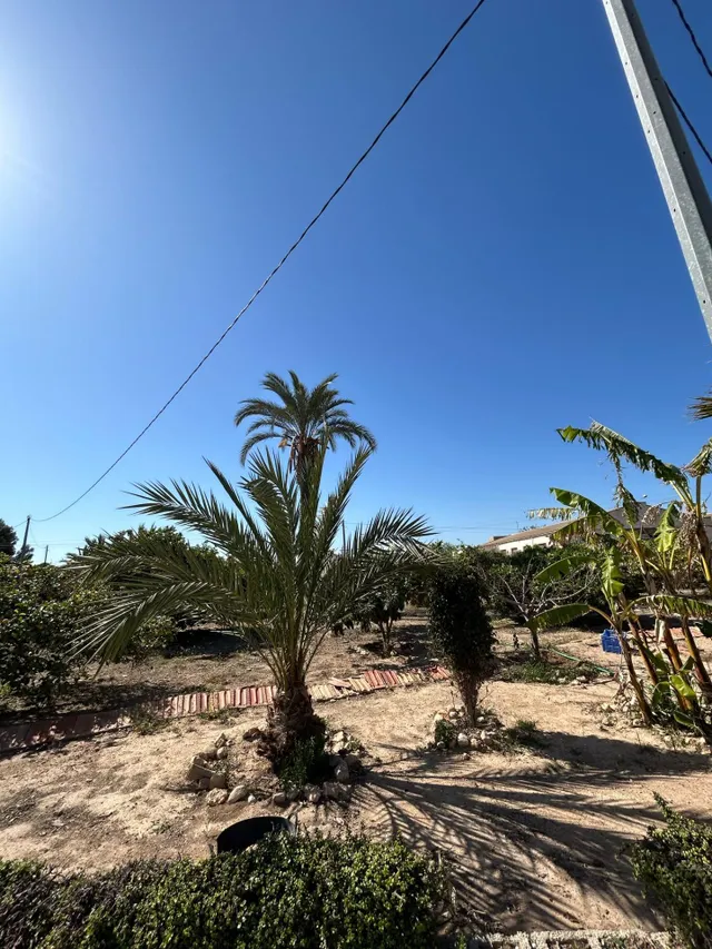 BUSCAS UN CAMPO A 2 MINUTOS DE ELCHE ? — 7