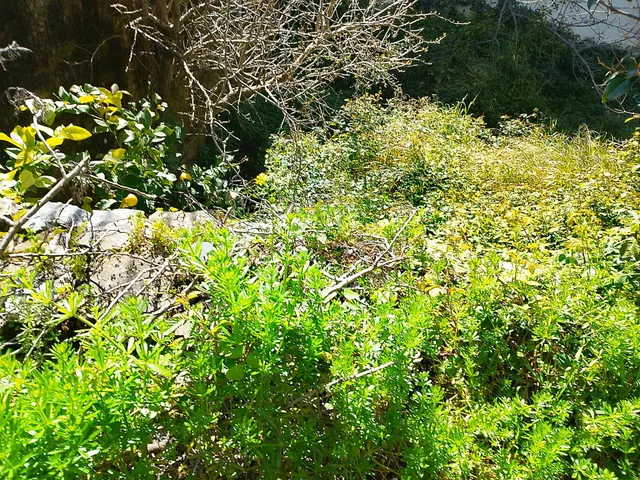 Finca ideal para construir tu casa. — 18