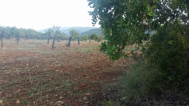 Finca con licencia — 4