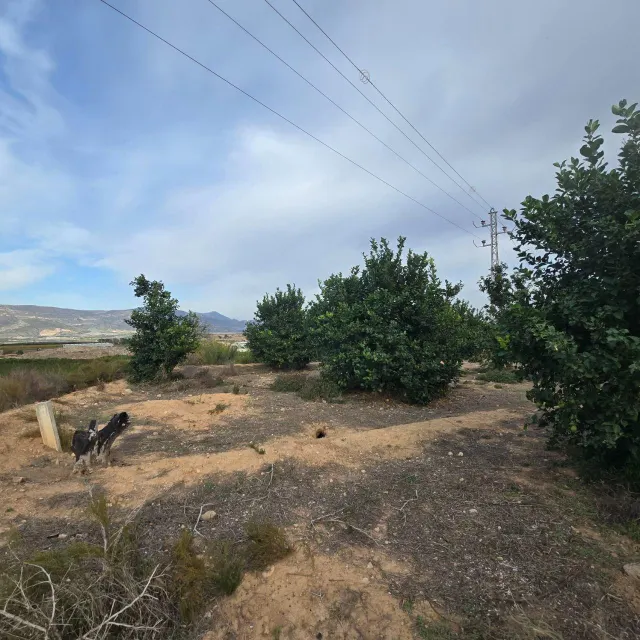 Finca rústica en Blanca | limoneros en producción y para construir vivienda — 2