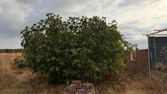 ¡Ocasión en Trigueros! Finca rústica totalmente legalizada con excelente acceso y gran tranquilidad — 37