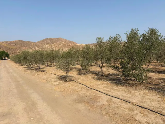 SANTA FE DE MONDÚJAR (ALMERÍA) Finca de regadío en producció - foto 5