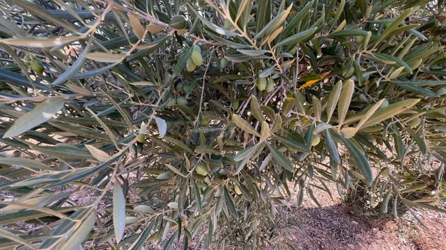 Excelente oportunidad: Finca rústica de 2 hectáreas con 300 olivos Picual — 4