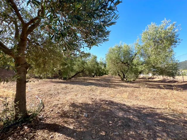 ALBOLOTE - PANTANO CUBILLAS — 47