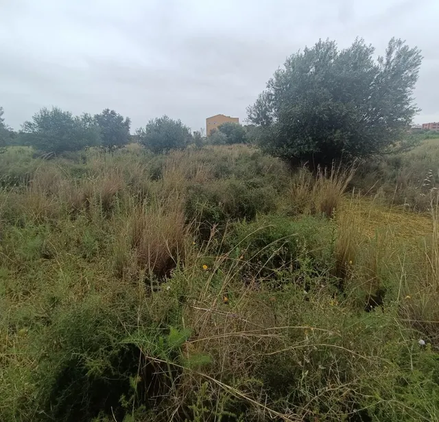 PARCELA DE TERRENO, ZONA CUADRA BORRIOLENC — 2