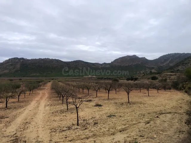 Venta PARCELA 48.000 mts Campo Ricote-ZONA LAS VENTANAS - foto 3