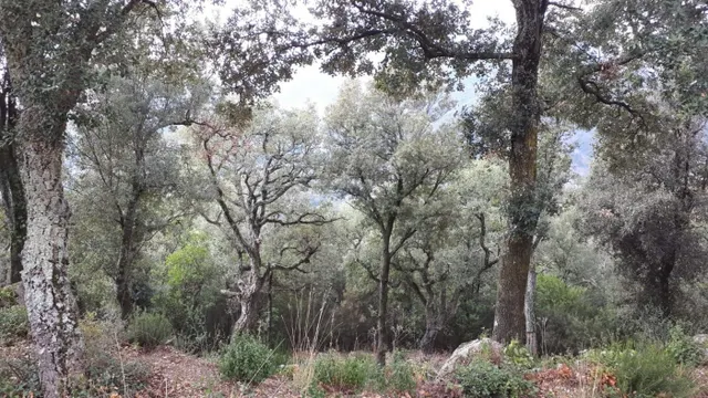 Terreno en venta Fogueres de Montsoriu - foto 2