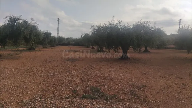 Se vende terreno a 5,5km de Benicarló y a 3km de Calig. - foto 2