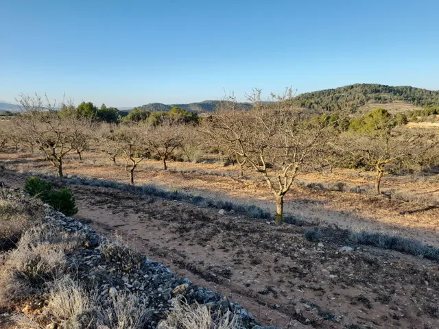 OCASION GRAN  FINCA EN PRODUCCION DE 8,4 HAS. EN CORBERA D´EBRE — 7