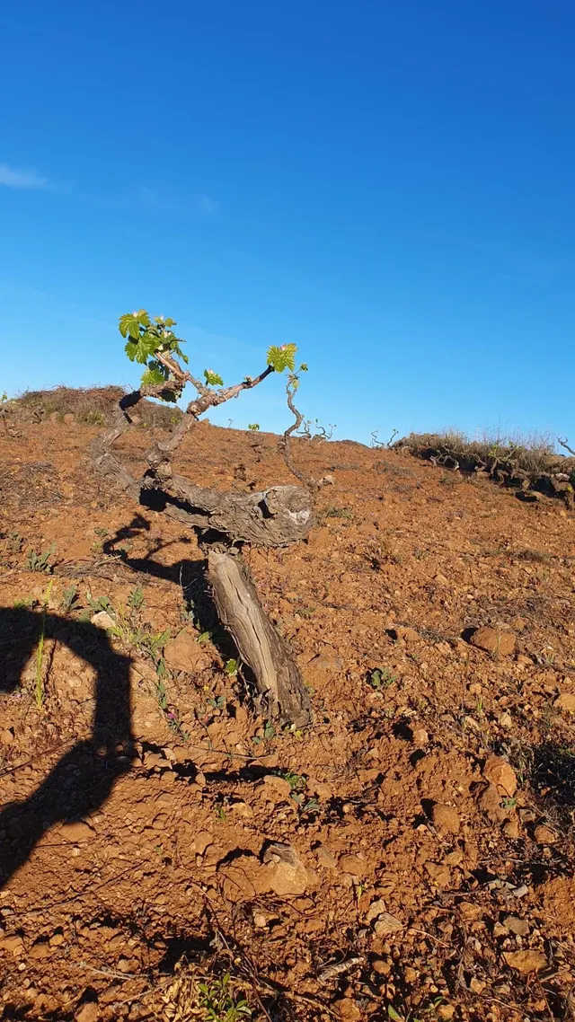 SE VENDE VIÑEDO EN VILAFLOR — 7