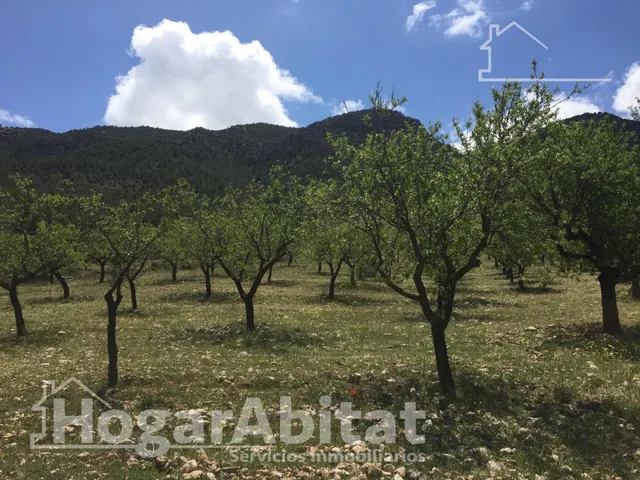 Naturaleza, privacidad y gran producción agrícola en esta singular finca rústica con cortijo tradicional en Vélez-Rubio — 5