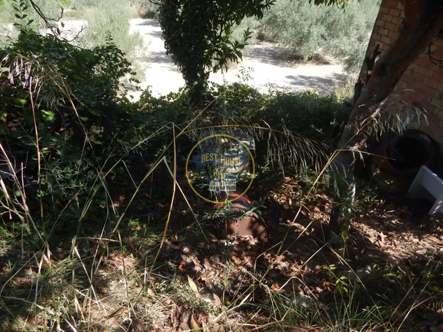 OPORTUNIDAD PARCELA DE REGADÍO CON ÁRBOLES FRUTALES EN PLENA PRODUCCION EN ONTINYENT — 13