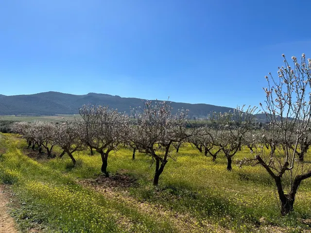 Venta de finca rustica de 6,5 hectareas de almendros y algunos olivos en dilar — 3