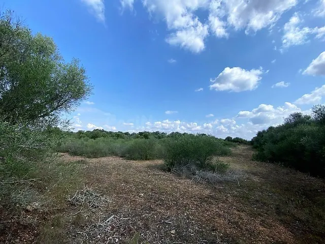 Finca rústica en zona de Ses Salines con proyecto de edifica - foto 3