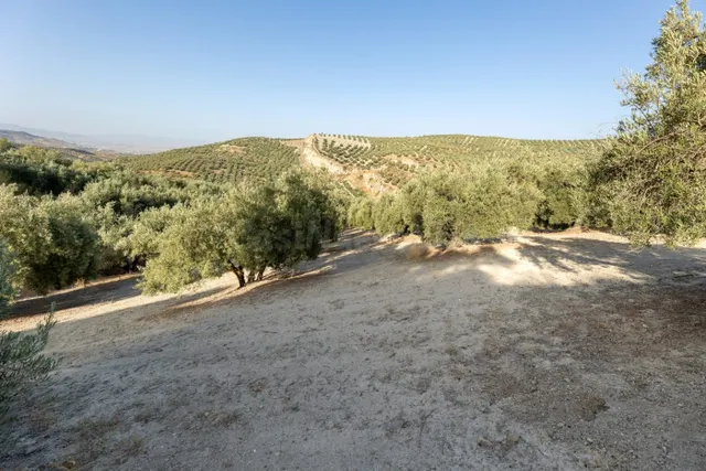 Terreno rural en venta - Alfacar — 5