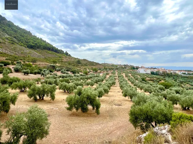 NIVAR - FINCA DE OLIVOS — 15