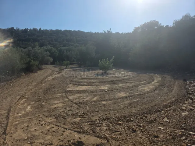 FINCA RÚSTICA MUY CUIDADA CON OLIVOS Y ALGARROBOS EN MAS DE  - foto 4