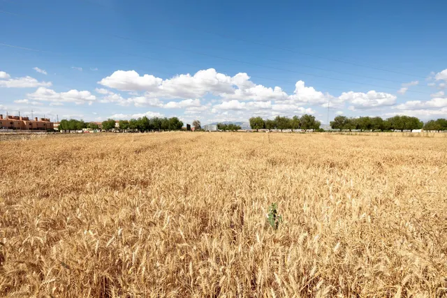 Parcela de 5000 metros junto al mercadona de Hijar — 21