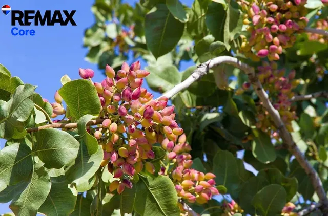 Finca de regadío de 174 ha con concesión oficial de agua — R