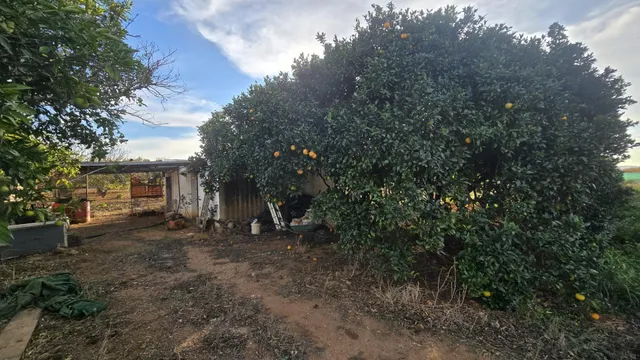 PARCELA -SEGREGADA CON REFUGIO EN ZONA PINAR DE LOS FRANCESES — 19