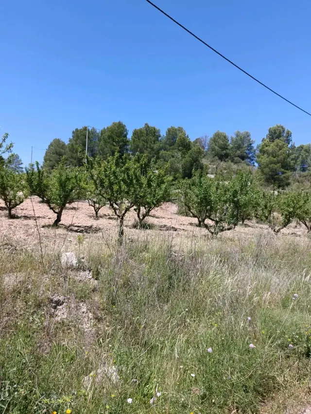 “Terreno rústico de 6.681 m2 en Cehegín – Paraje El Chaparral” — 12
