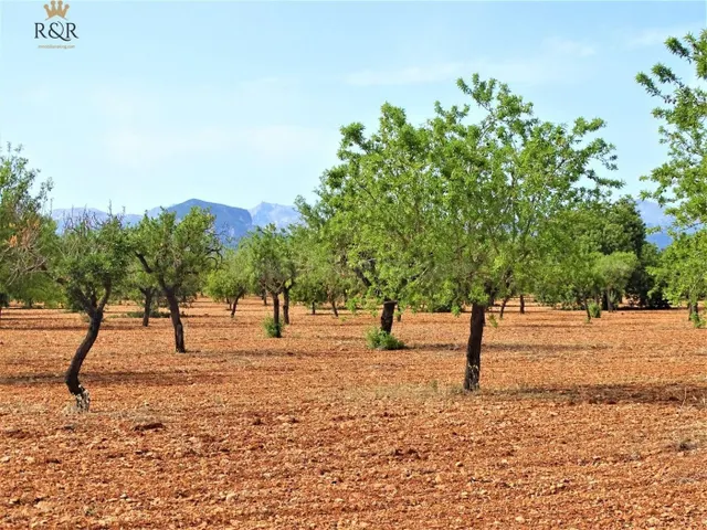 FINCA RÚSTICA BINISSALEM EDIFICABLE 40.000 M2 - foto 4