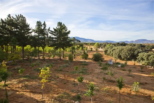 Finca Agrícola 3 habitaciones 299m² en venta - Centro - foto 3