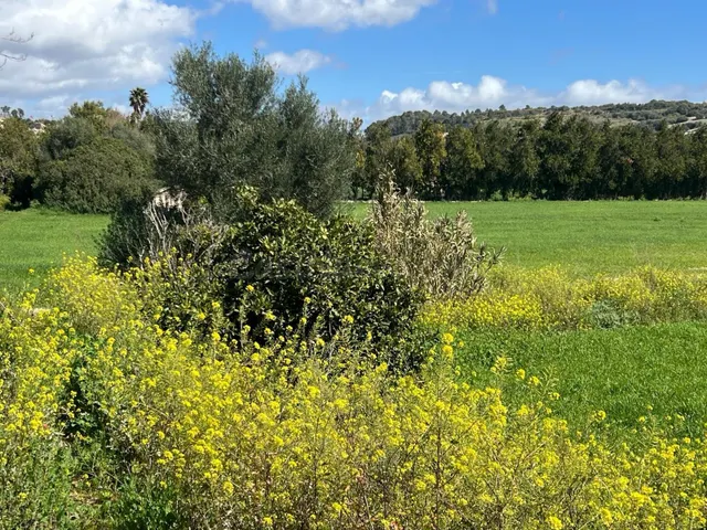 OPORTUNIDAD GRAN FINCA RUSTICA CON CASA TIPICA MALLORQUINA,  - foto 5