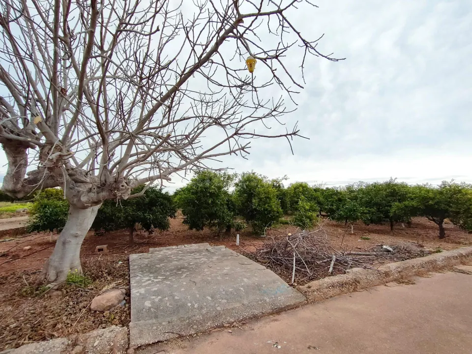 HUERTO DE NARANJAS EN PRODUCCIÓN