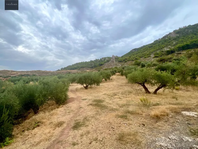 NIVAR - FINCA DE OLIVOS — 14