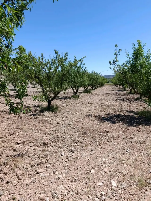 “Terreno rústico de 6.681 m2 en Cehegín – Paraje El Chaparral” — 6