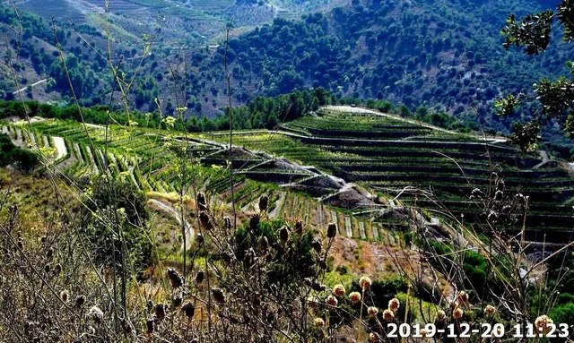 BODEGA CON VIÑEDOS, 25 HECTÁREAS — 10