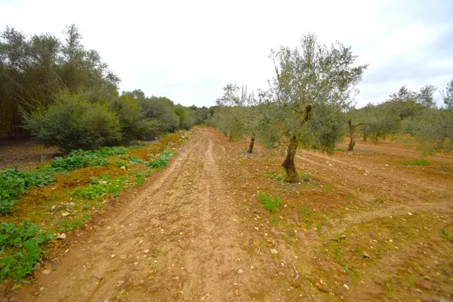 Finca rústica con olivos en Muro - foto 5