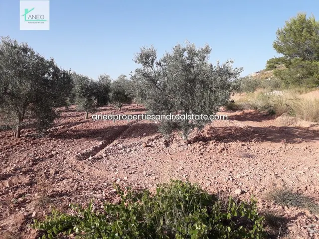TERRENO AGRICOLA CON AGUA DE RIEGO Y CULTIVOS - foto 5