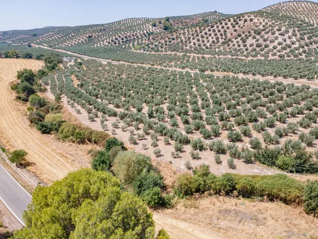 GRAN OPORTUNIDAD !!!! OLIVAR EN VENTA..... - foto 2