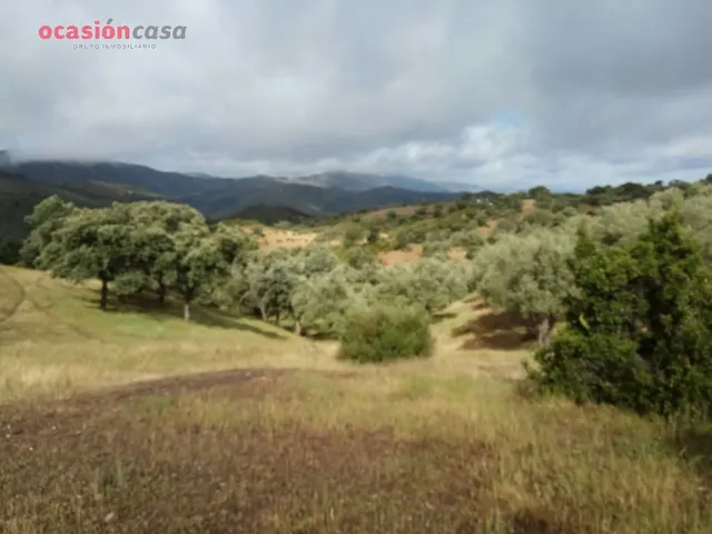 finca de olivos con sondeo - foto 3