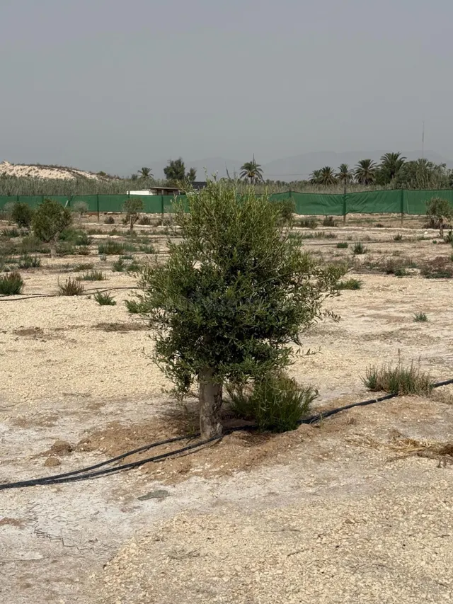Terreno rústico en venta – La Hoya (Elche), con proyecto bás - foto 3
