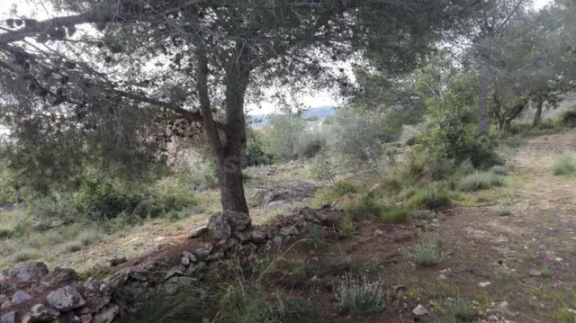 Terreno rural en venta - CORRAL DEL PITIQUILLO - foto 2