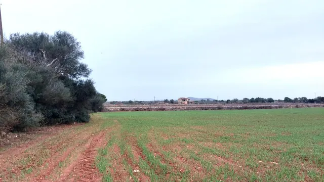 Solar rústico edificable con proyecto de vivienda en Felanitx — 16