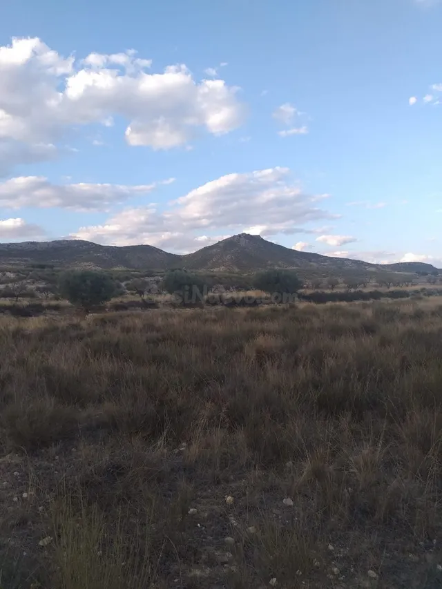 SE VENDE PARCELA EN JUMILLA