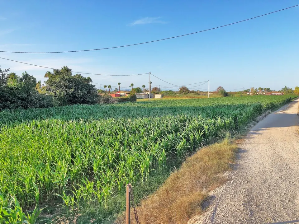 Finca rústica en dolores - Alicante