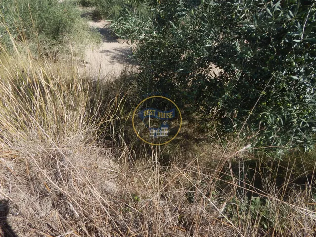 OPORTUNIDAD PARCELA DE REGADÍO CON ÁRBOLES FRUTALES EN PLENA PRODUCCION EN ONTINYENT — 2