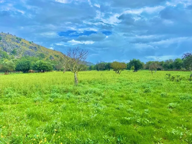 Finca rústica con caseta y 6000m2 para tus proyectos de campo — 10